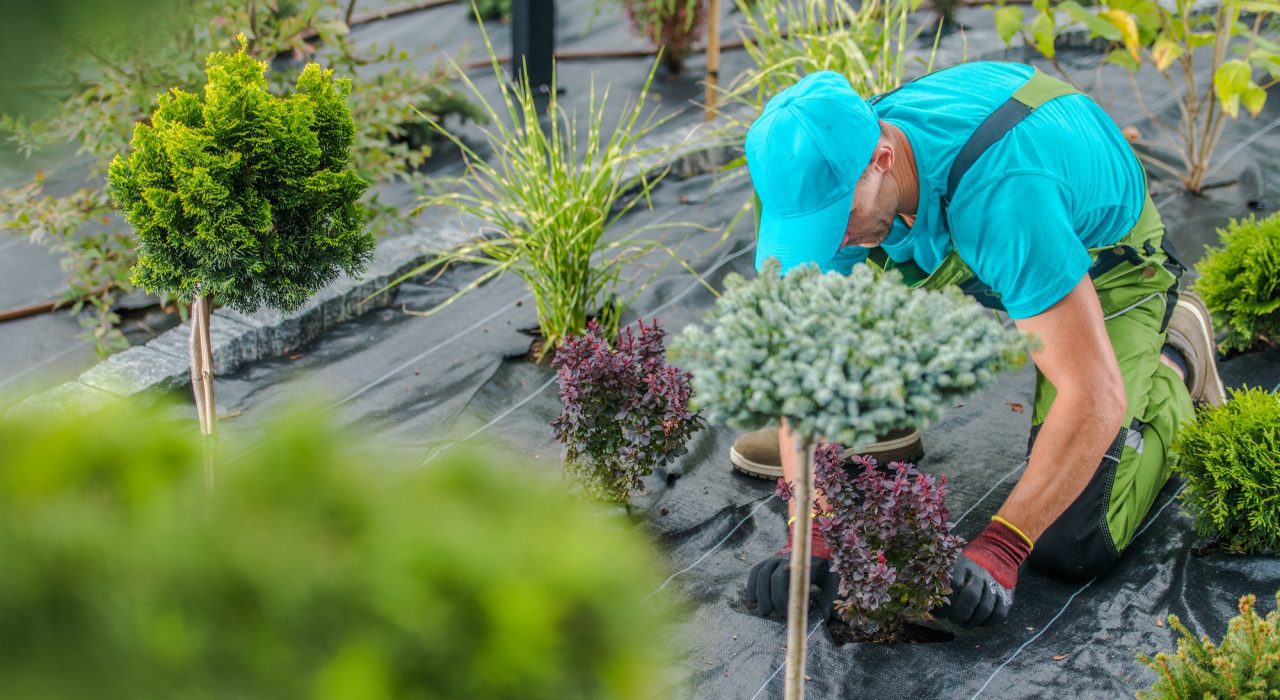 landscaping worker planting new decorative trees inside a garden