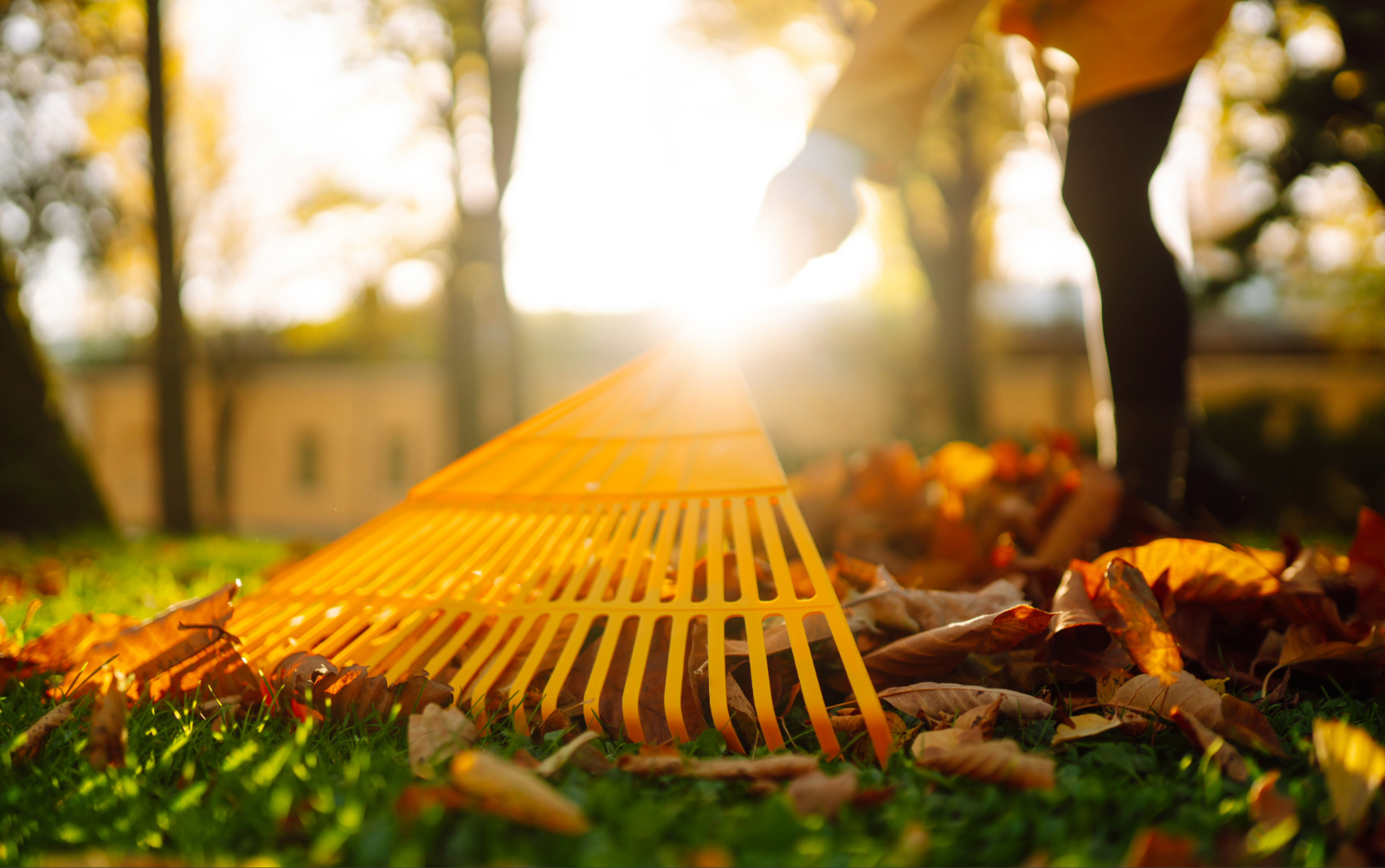 Nahaufnahme eines gelben Laubrechens, mit dem herbstliches Laub auf einer Rasenfläche im Garten zusammengerecht wird.
