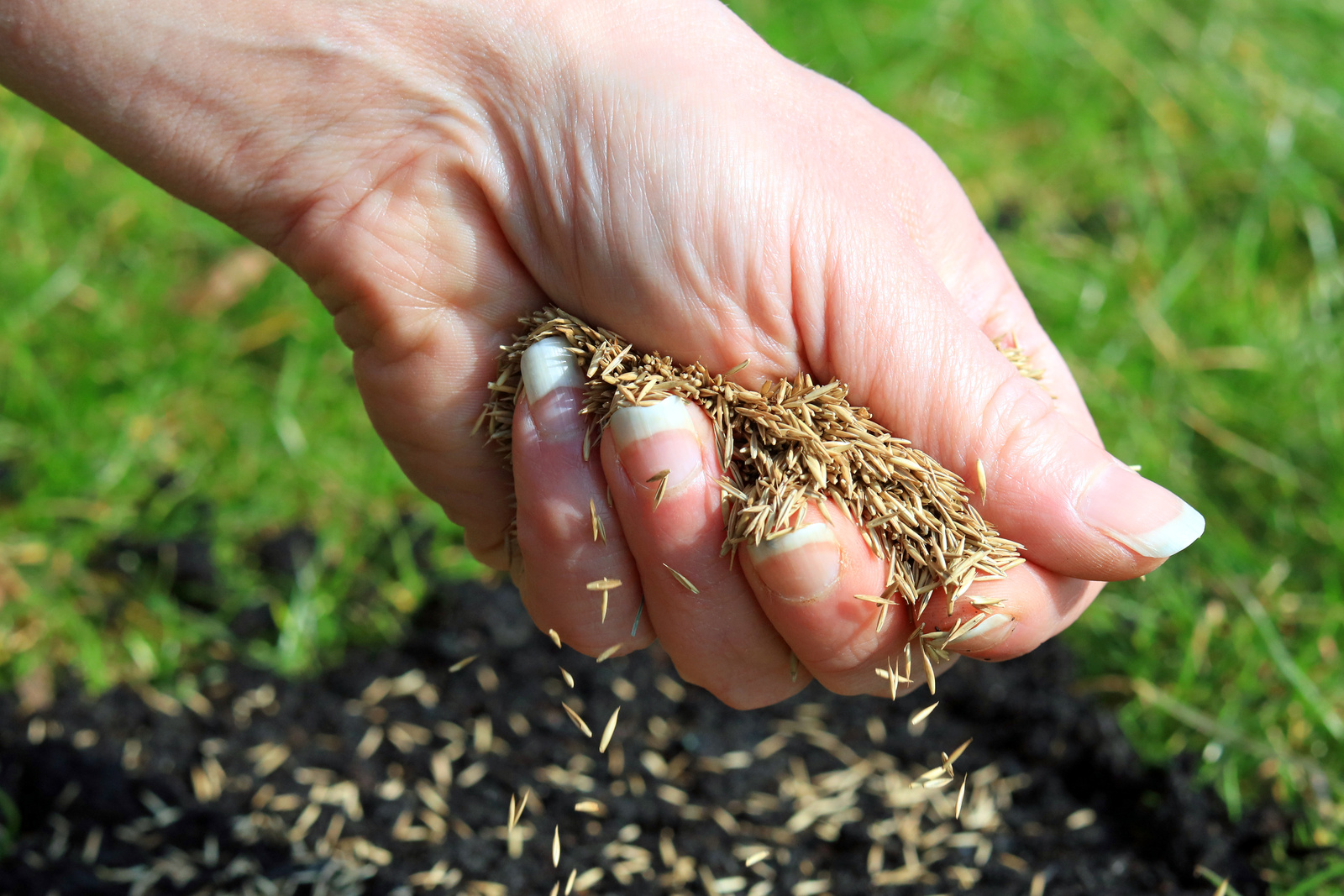 Hand streut Rasensamen auf vorbereitete Erde im Garten.