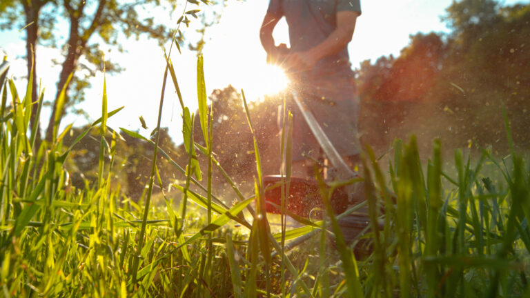 Rasenmäher mäht hohes Gras bei tiefstehender Sonne.