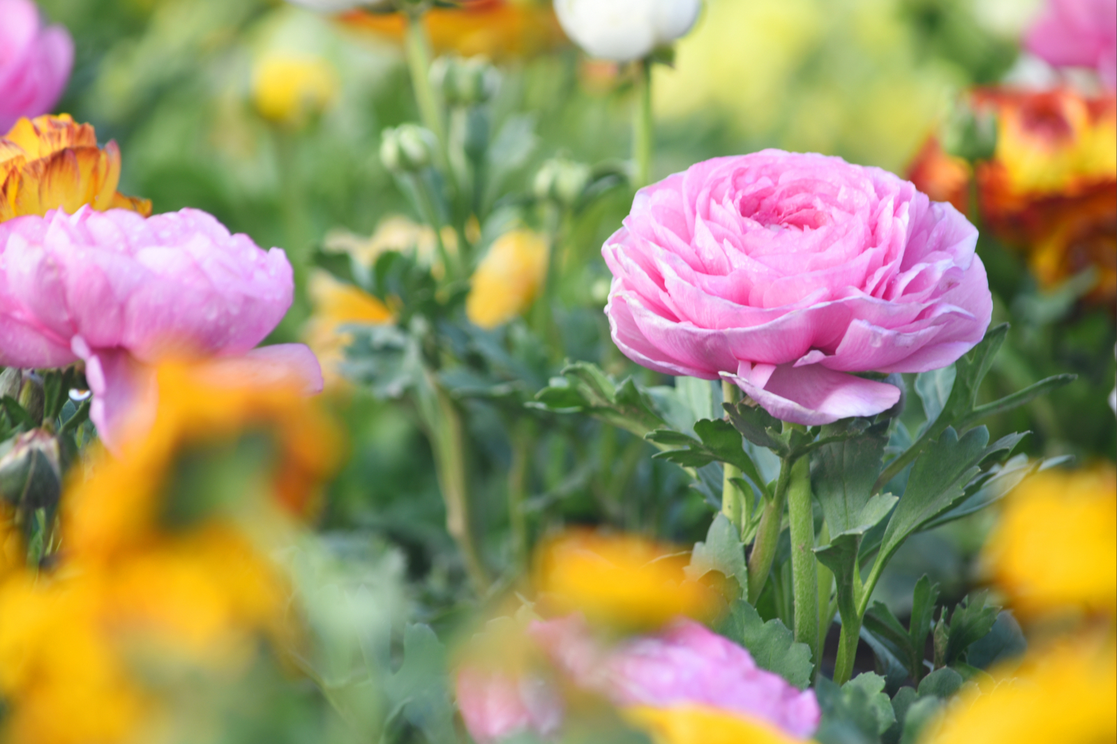 Nahaufnahme farbiger Blütenstauden mit rosa und gelben Blüten in einer sommerlichen Gartenbepflanzung.